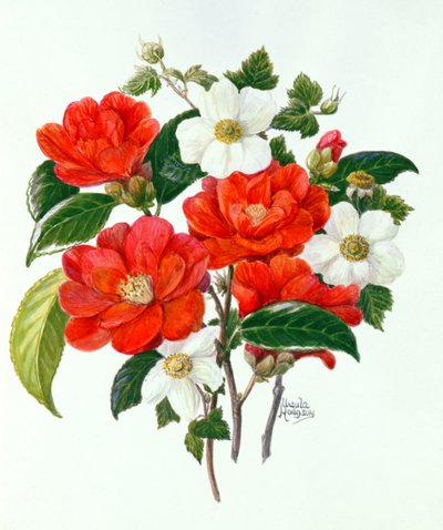 Kamelie Adolf Audusson von Ursula Hodgson